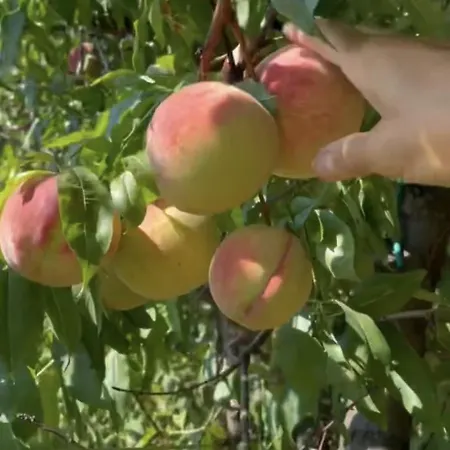 Tatil Evi Con Camino Nel Borgo Del Castello