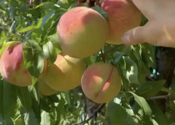 Tatil Evi Con Camino Nel Borgo Del Castello